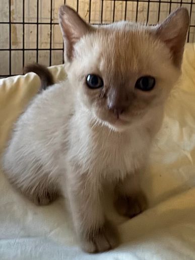 Champagne Mink male can go April 4