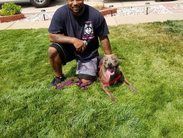 Dog Training in Thornton