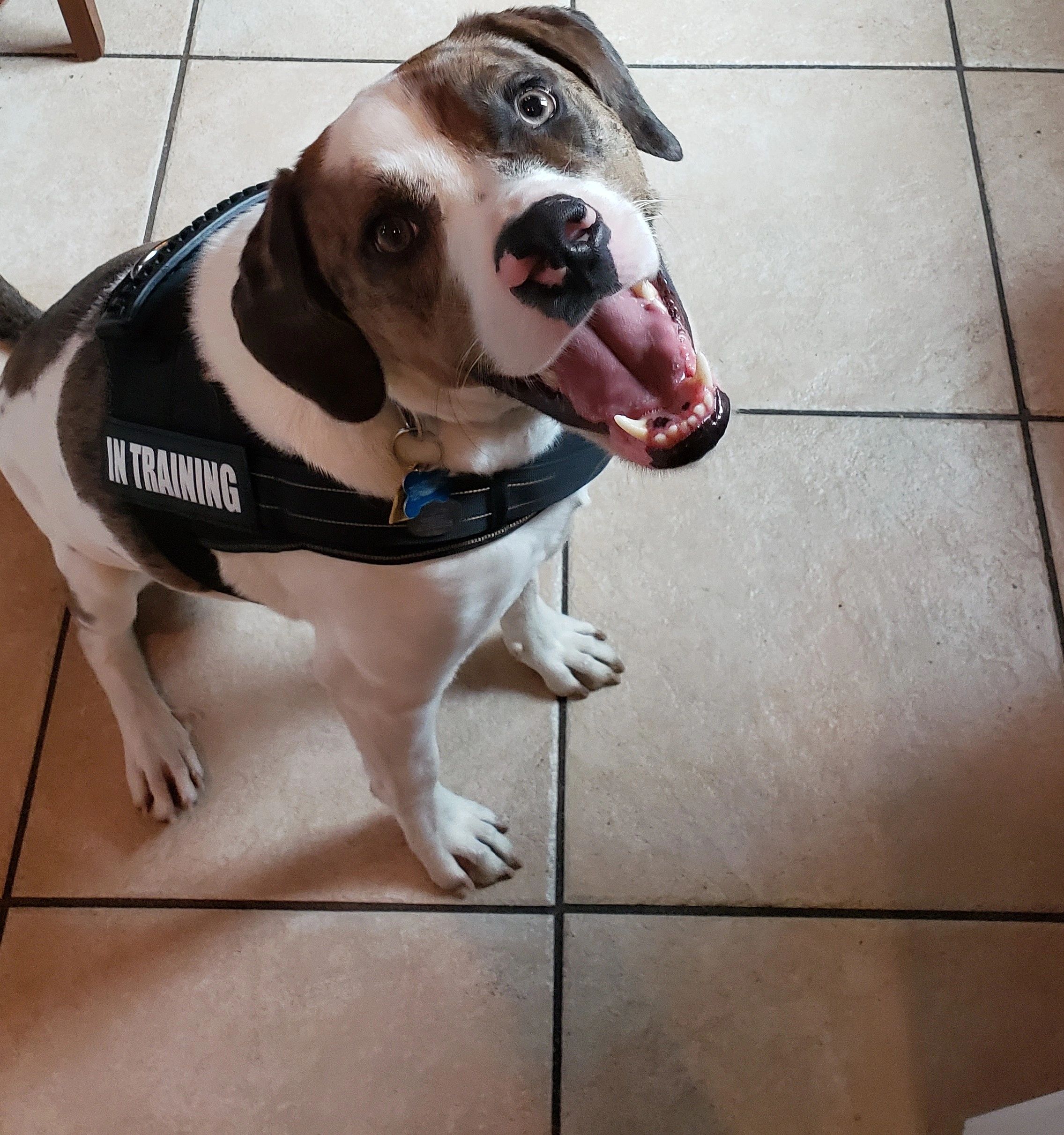 pac dog collar not working