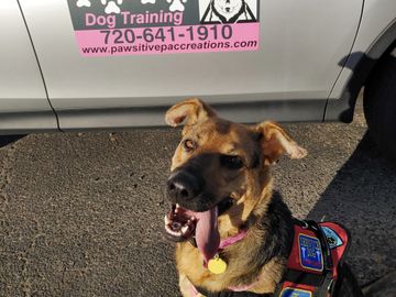 Timid dogs, rescue dogs, behavior modification trainning