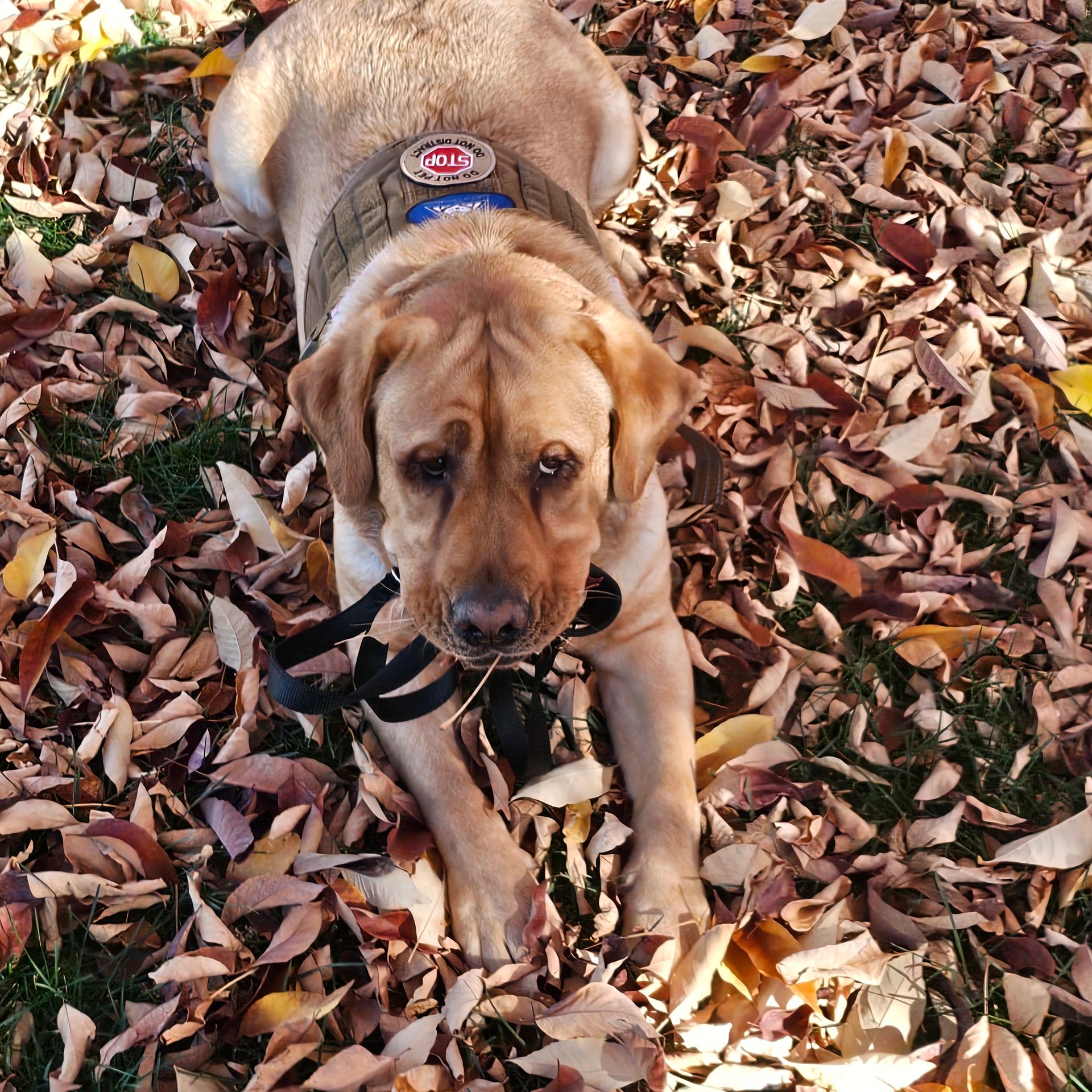 Service dogs helping people. 