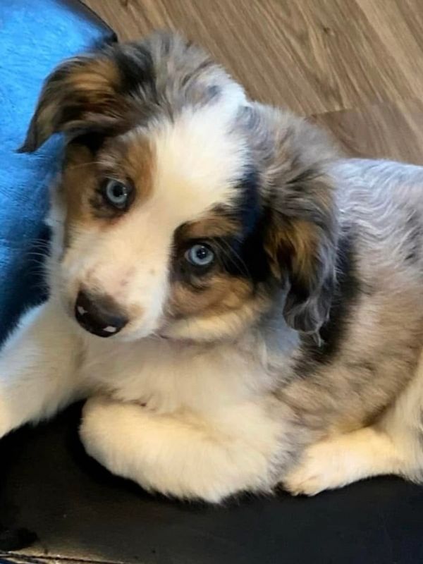 Fluffy puppy with striking blue eyes lying on a black surface.