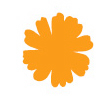 Marigold-Gateway To India