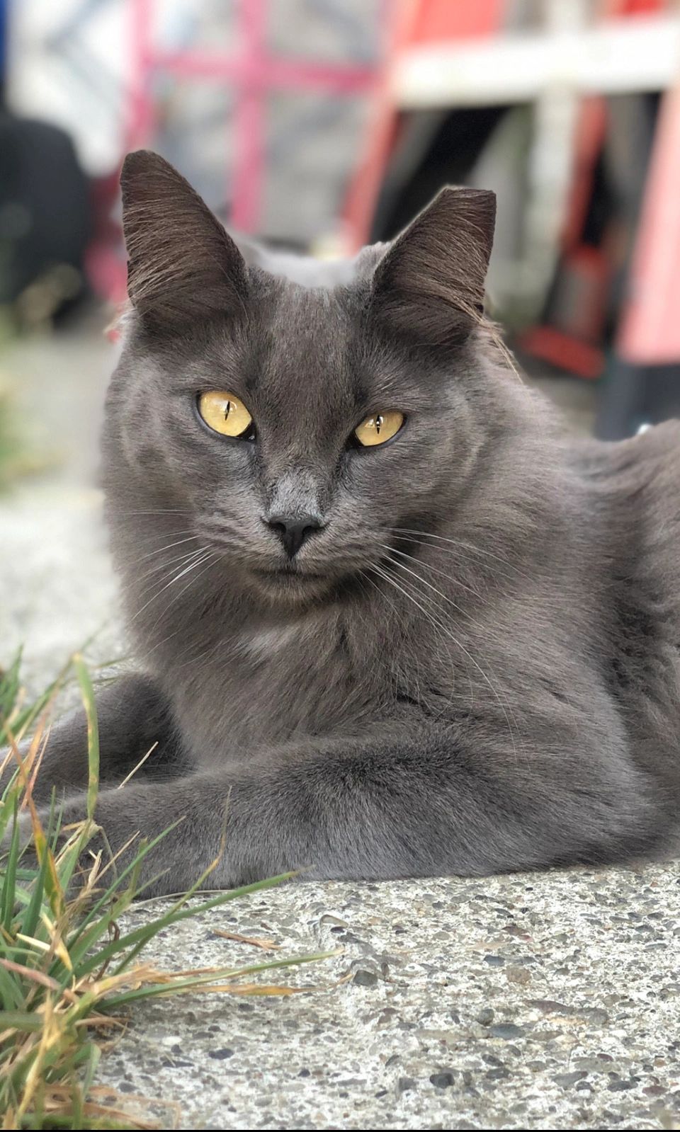 Community Cats Program | American Canyon Community Cats