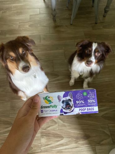 two dogs look up at a box of GreenPolly dog bags