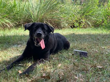 A large dog laying in the grass next to a box of GreenPolly dog bags