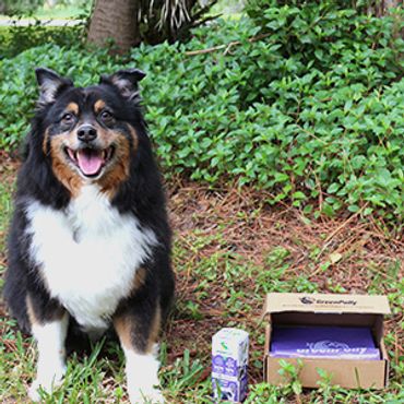 A dog sitting outside next to GreenPolly retail and internet dog bag boxes