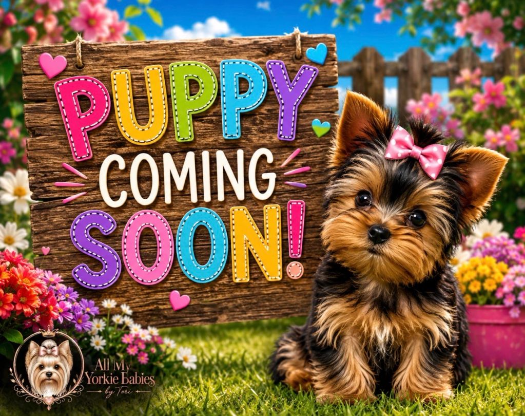 Cute Yorkie puppy with a bow next to a sign saying Puppy Coming Soon.