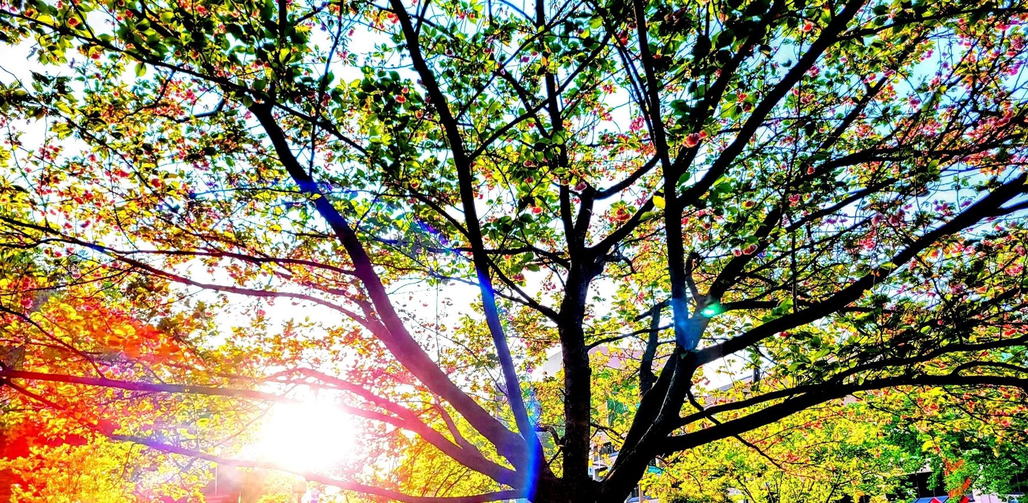 From Columbia Town Center, at the end of Cherry Blossom Season.  Columbia, MD USA