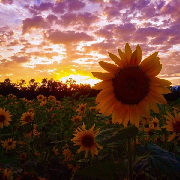 Sunflower, healing, new day, trauma therapy, Somatic Counseling, Somatic Healing, Mindfulness