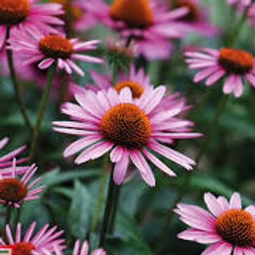 Close-up of purple coneflowers in bloom.