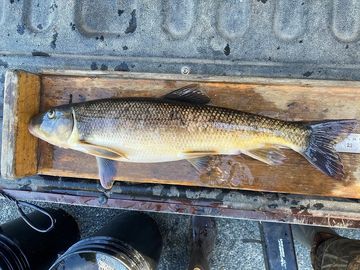 White Suckers are widespread and native fish to North America. Their range spans from Newfoundland, 