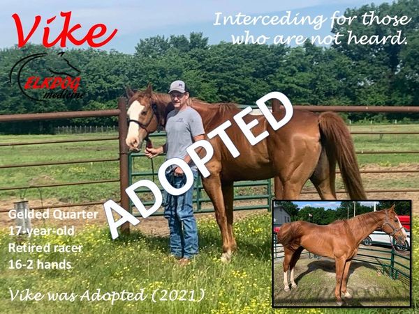 Man stands with Vike, a retired racehorse, marked as adopted.