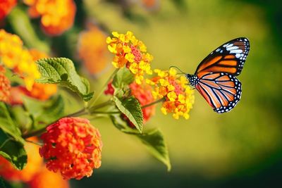A monarch butterfly perched on vibrant yellow and orange flowers.
