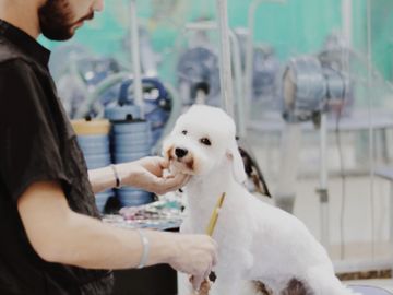 Dude Coton du Tulear