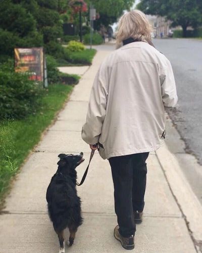 Person walking a black dog on a sidewalk in a quiet neighborhood.
