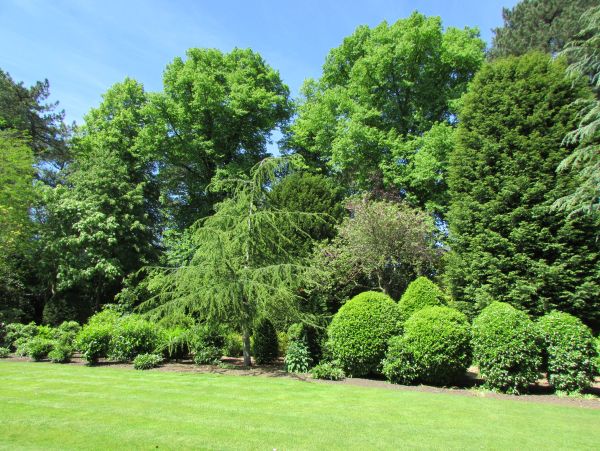Well-maintained garden with various green trees and bushes under a clear blue sky.