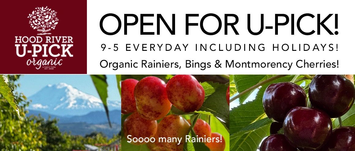 WE ARE OPEN FOR ORGANIC U-PICK CHERRIES! 9-5 everyday! Rainiers, Bings & Montemorency. petting zoo!