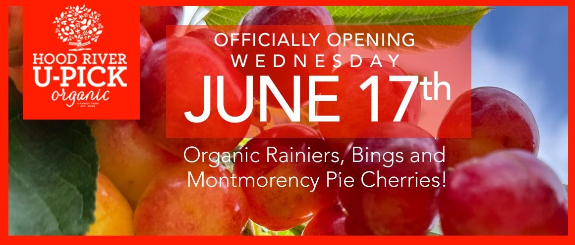 Hood River U-Pick Organic will officially OPEN for organic cherry picking on Wednesday, June 17th.
