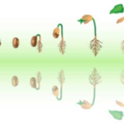 Foundation class with plant