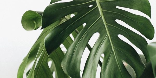 Close-up of a green monstera leaf with natural light.