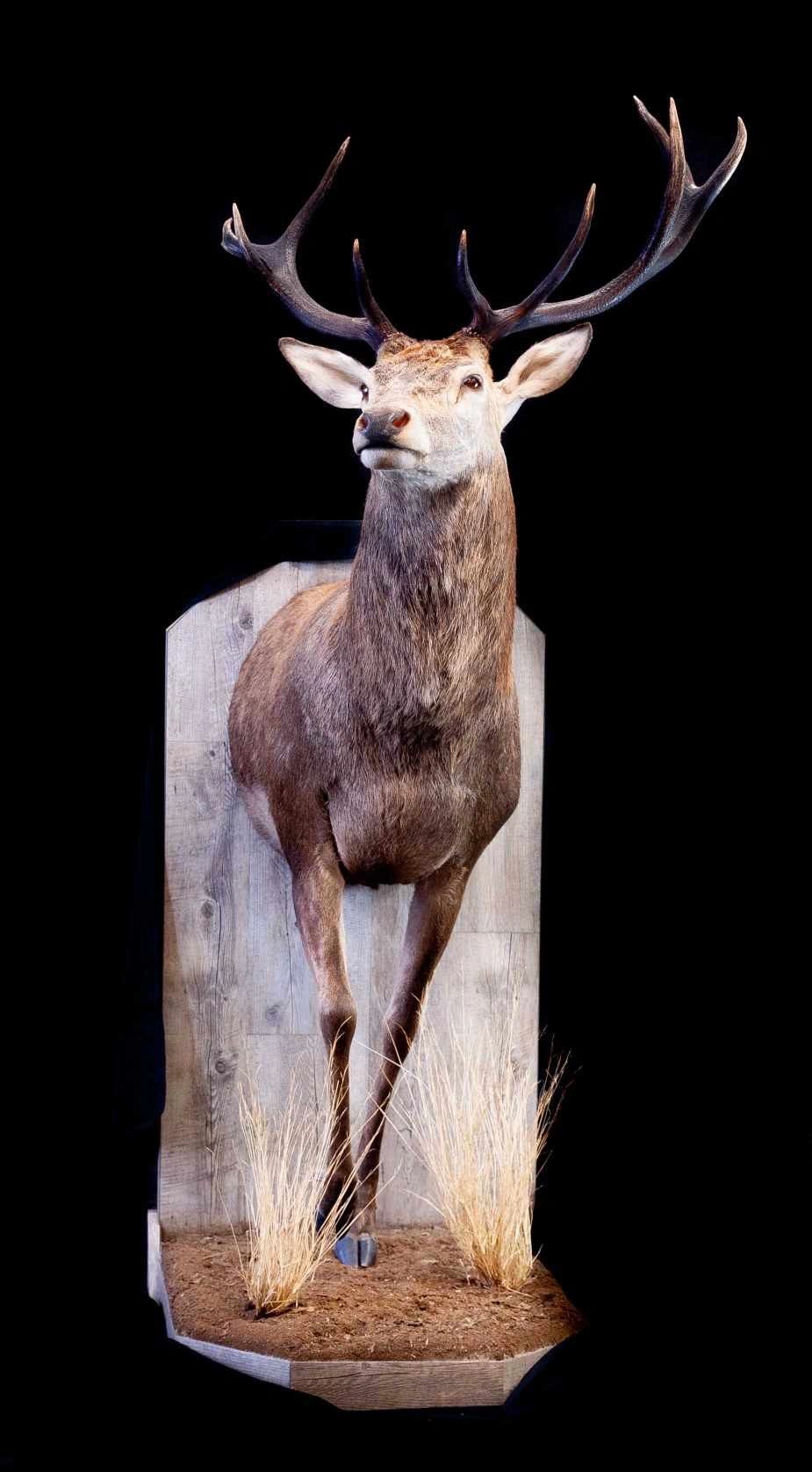 Riverleigh Taxidermy - Taxidermy Forms, Taxidermy, Taxidermy Supplies