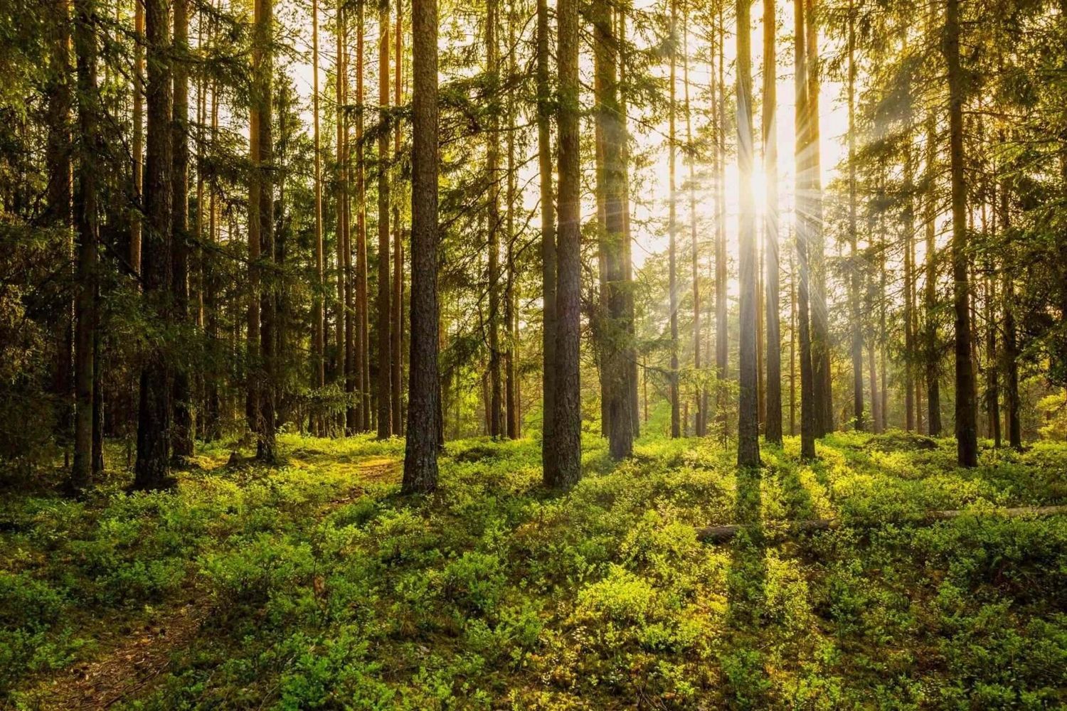 Sunlight streams through tall trees in a lush green forest, illuminating the undergrowth