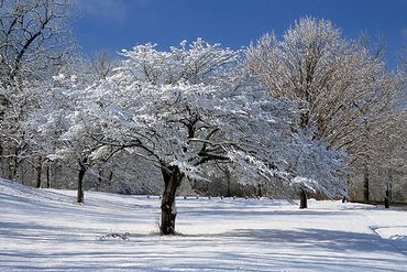 Cook County Forest Preserve, Illinois, Trees in meadow covered in freshly fallen snow.