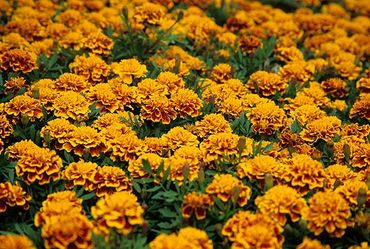 Hinsdale, Illinois, Full frame of many blooming Marigold flowers.