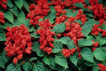 Hinsdale, Illinois, Close up of blooming Fuego Salvia flowers.