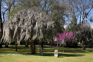 Savannah, Georgia, Spanish moss hanging from tree in Colonial Park Cemetery.