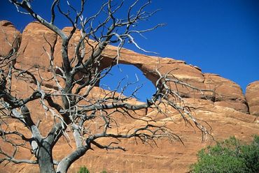 Arches National Park, Utah, Sand Dune Arch framed by dead tree branches, natural stone arch.