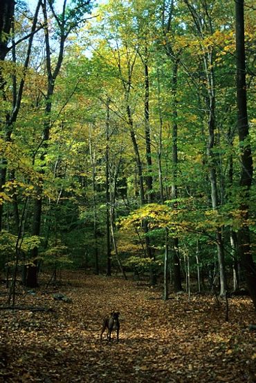 Morristown National Historic Park, New Jersey, Dog on hiking trail in forest, autumn colors on trees