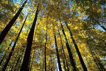 Great Smoky Mountains National Park, Tennessee, Looking skyward from forest floor, autumn colors.