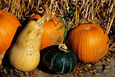 Guttenburg, Iowa, Pumpkins and squash in front of hay bale.