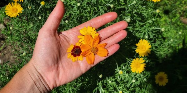 learn to grow and use natural colour produced from plants