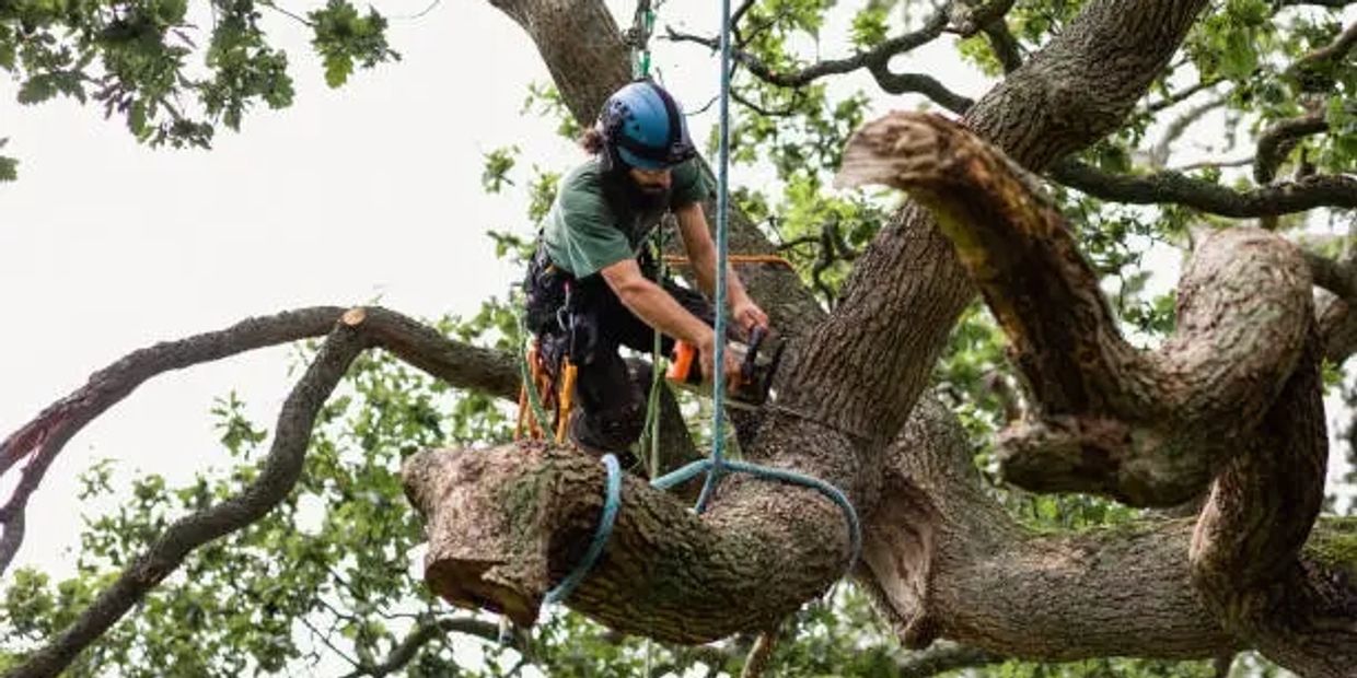 Affordable Tree Removal - Tree Companies - Tree Company Near Me - Tree Service - Local Tree Company