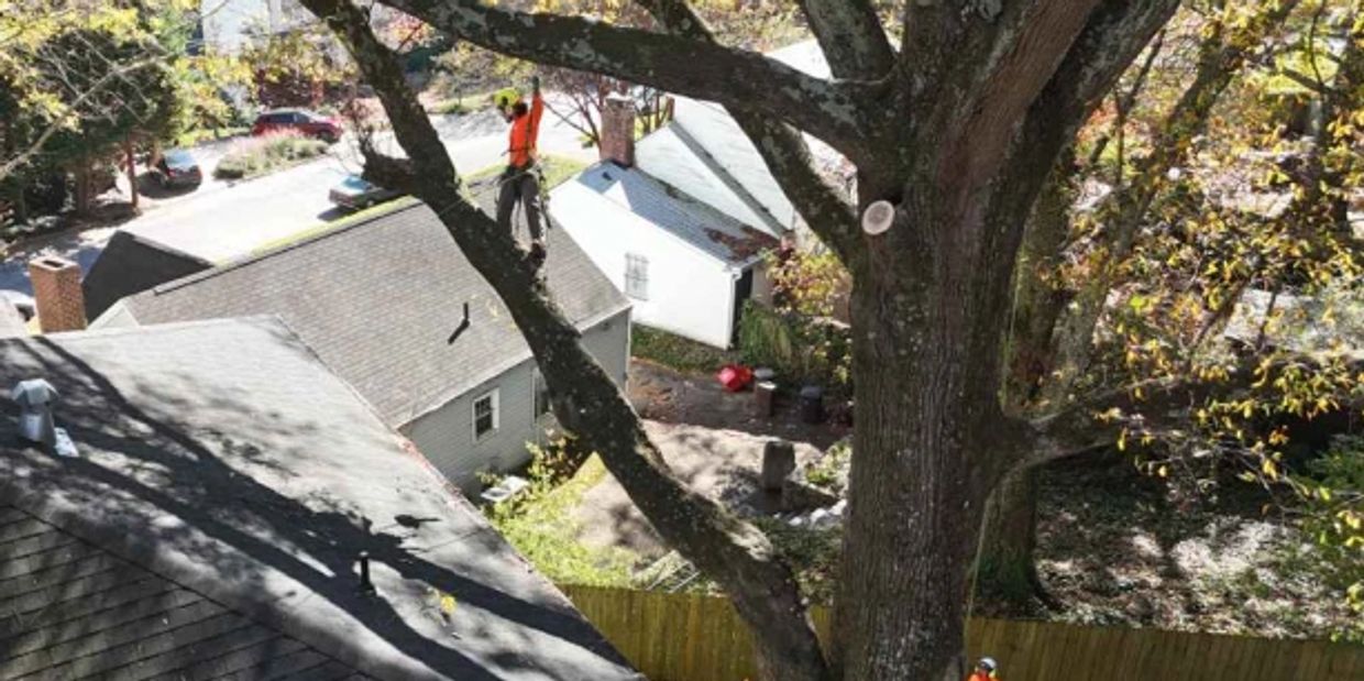 Tree Trimming - Tree Trimming Company - Tree Trimming Companies - Tree Trimming Companies Near Me