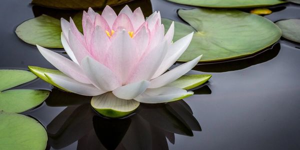 Pink water lily floating on pond.