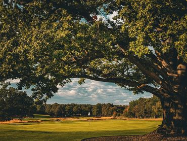 A large tree shades a golf course green under a partly cloudy sky.