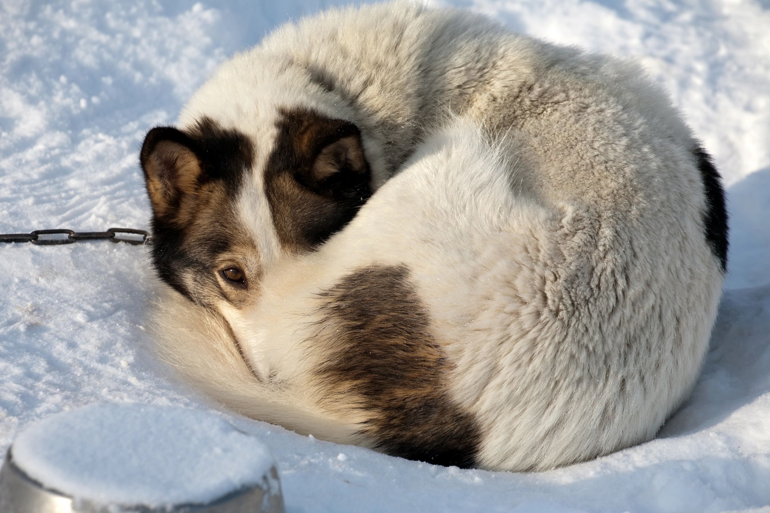 how long can you leave a dog outside in cold weather