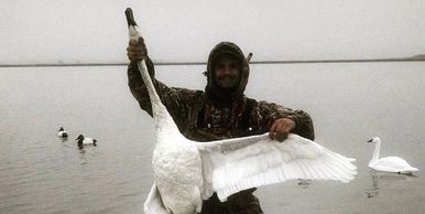 swan hunting north dakota