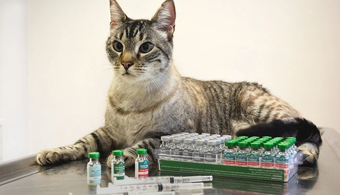 does my cat need the fvrcp vaccine