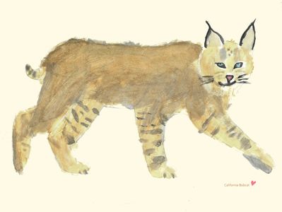 Original watercolor drawing of a California Bobcat
