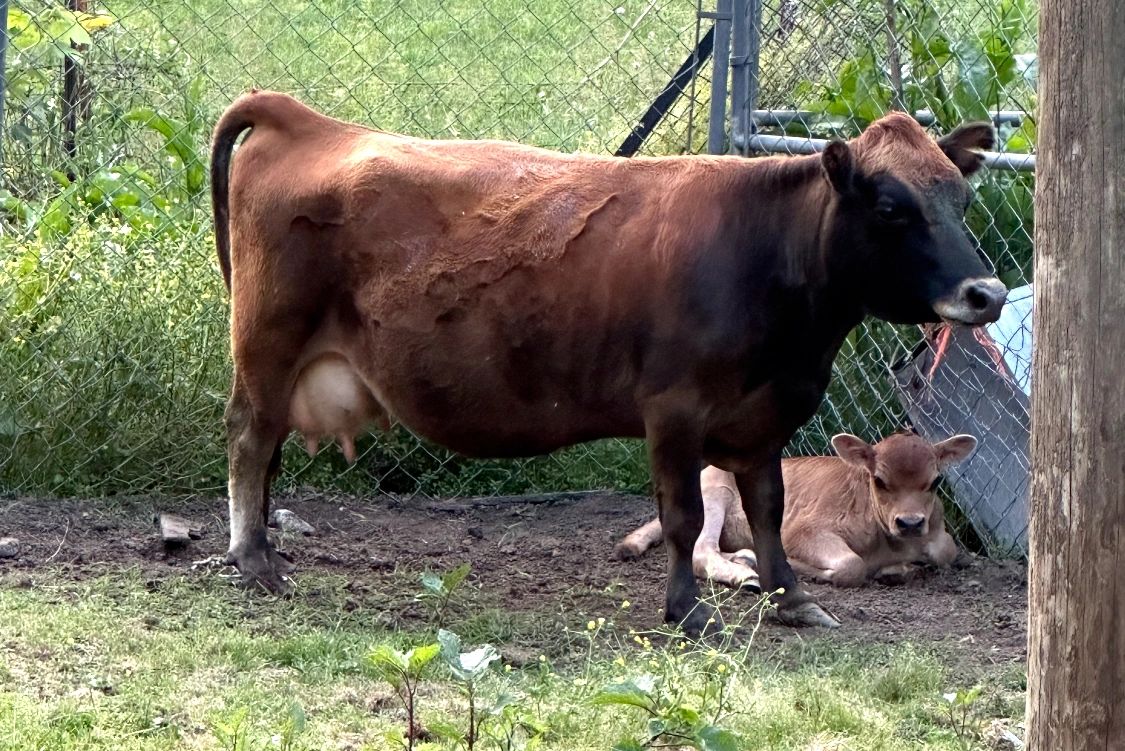 A brown cow and its calf resting near a wire fence in a grassy area.