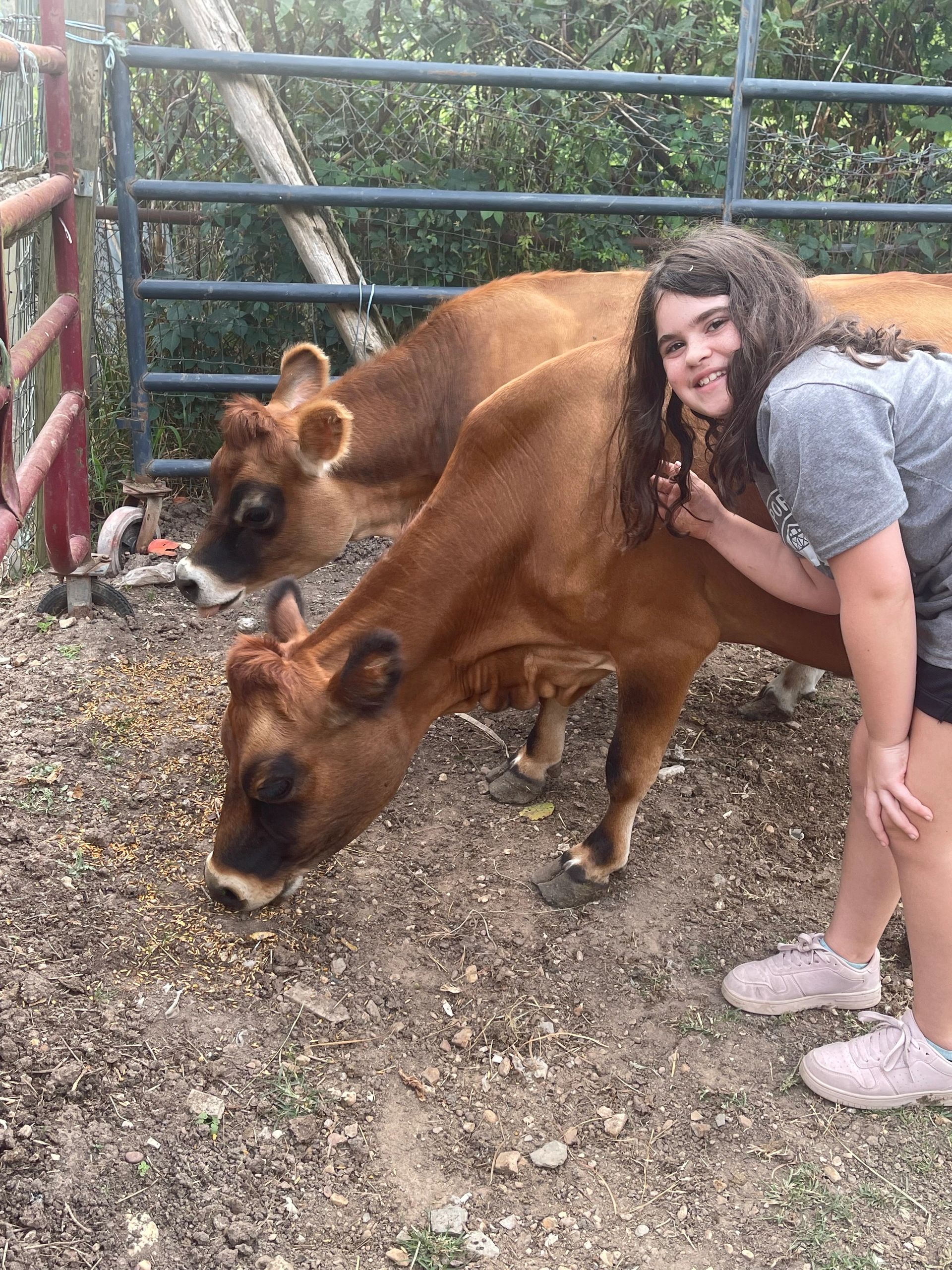 Smiling girl petting brown cows in a fenced area.