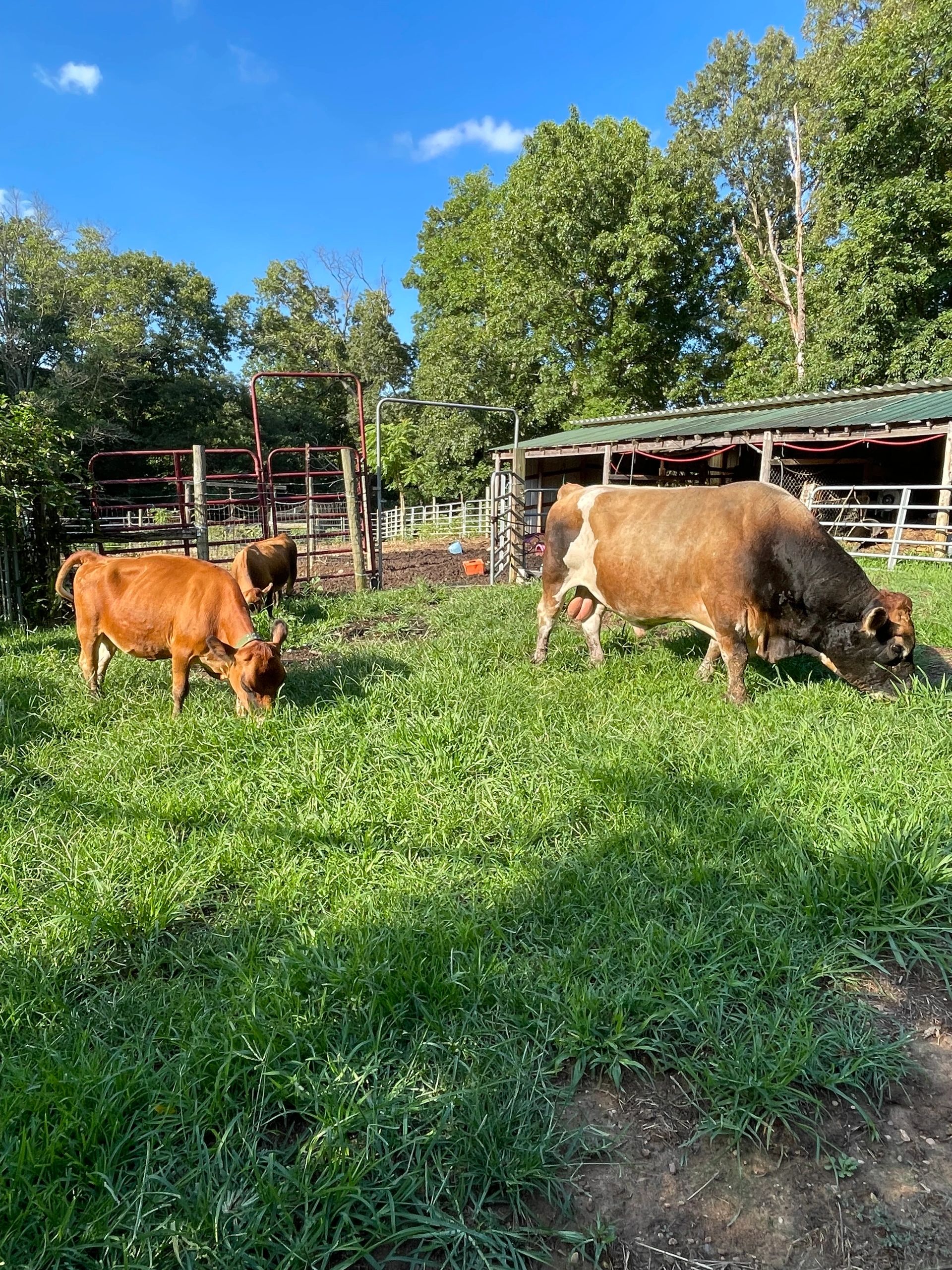 Three cows grazing in a sunny, green pasture near a barn.
