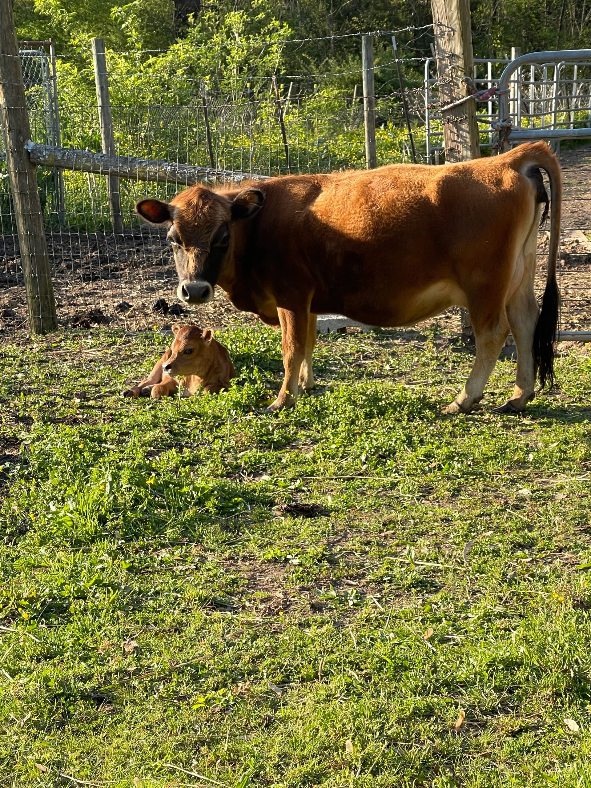 A brown cow stands beside its calf lying on green grass in a fenced area.