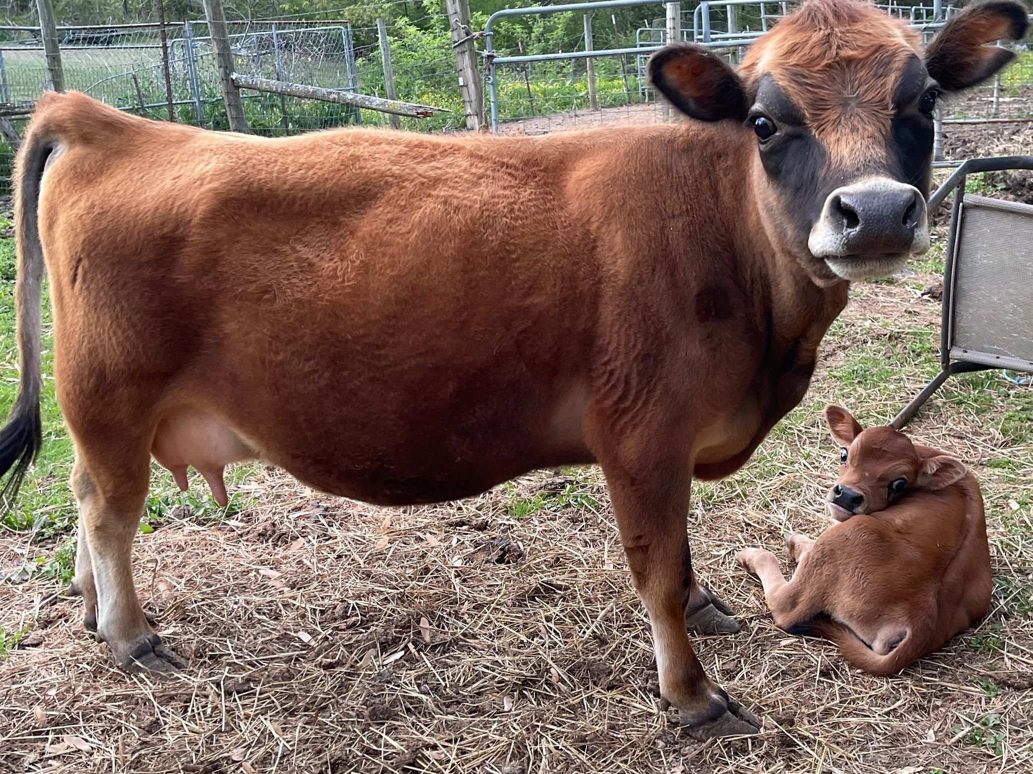 Brown cow standing with a calf lying down beside it in a fenced area.