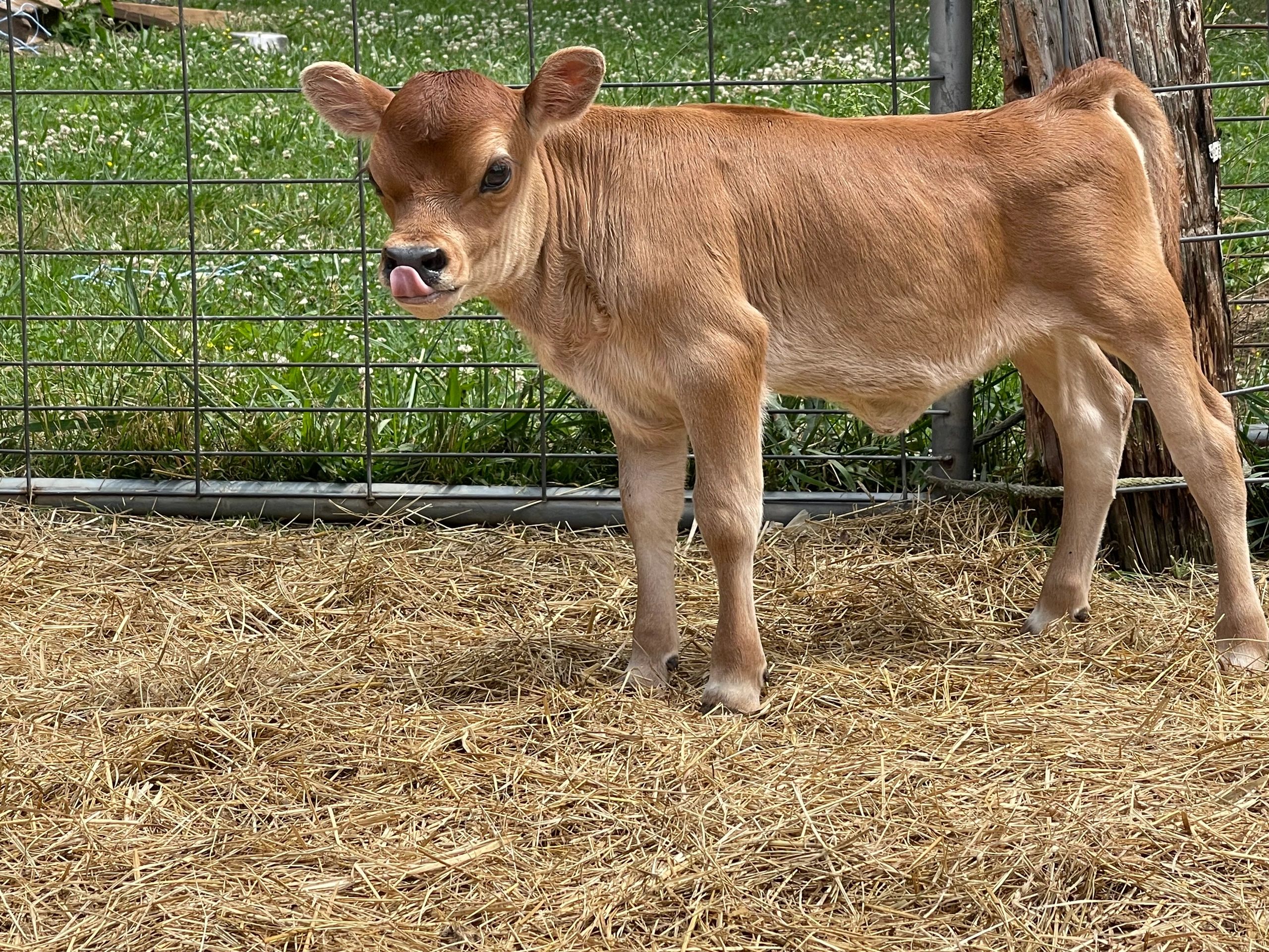 A beautiful, young Miniature Jersey calf at Humming B Farm in Tennessee.